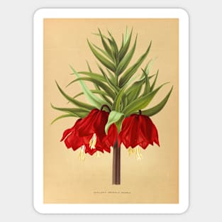 Crown Imperial poster - Fritillaria imperialis Rubra - botanical illustration Sticker